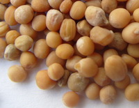 some brown mustard seeds are piled together