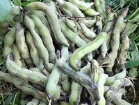 Mucuna cochinchine-sis Lour Tang et Wang:dragon-claw bean pods