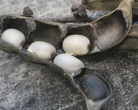 Mucuna cochinchine-sis Lour Tang et Wang:brown pods and dragon-claw beans