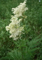 flowering plant of Filipendula ulmaria:Meadowsweet with small white flower spikes grow in field