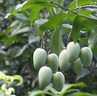 fruiting branch of Mangifera indica with green fruits and many green leaves