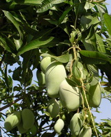 fruiting tree of Mangifera indica with green mango fruits grow in sunny field