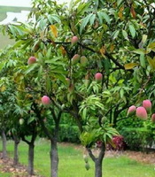 Mangifera indica:fruiting tree with red mango grow in a fruit field
