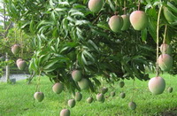 Mangifera indica:fruiting tree with greenish mango fruits