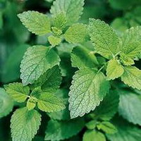 shrubs of Lemon Balm with green leaves grow in field