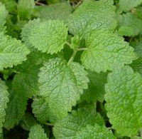plants of Melissa officinalis grow in field