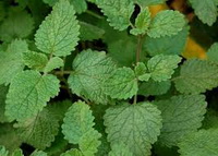 shrubs of Melissa officinalis with green leaves grow in field