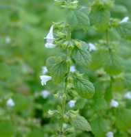 flowering plants of Melissa officinalis with small white pendulous flowers grow in sunny field