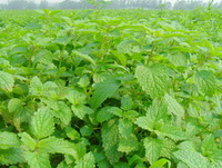 many green plants of Melissa officinalis grow in a field