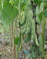 fruiting plant of Mucuna cochinchine-sis Lour Tang et Wang with green pods grow in field