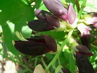 flowering plant of Mucuna cochinchine-sis Lour Tang et Wang with purple flowers grow in sunny days