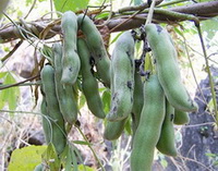 Mucuna cochinchine-sis Lour Tang et Wang:fruiting plant