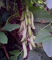 fruiting plant of Mucuna pruriens DC with a cluster of green pods