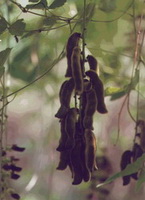 Mucuna Pruriens and several pendulous pods