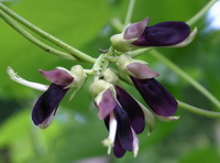 flowering plant of Mucuna pruriens DC with purple flowr pods grow on stem