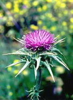 flowering branch of Milk Thistle with small puple flower