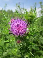 flowering plant of Silybum marianum with small pink flowers grow in sunny field
