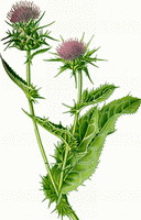 a colorful drawing of Silybum marianum,green leaves and stem,light purple flowers