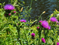 flowering plants of Silybum marianum with purple flowers grow in sunny field
