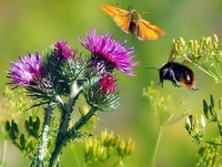 Silybum marianum:flowering plant grows in sunny field,with butterfly and honey bee