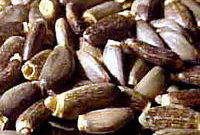 brownish dried seeds of Silybum marianum are piled together