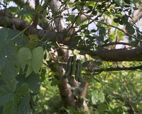 plants of Stizolobium capitatum Sweet O.Kuntze.
