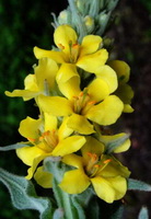 yellow flowers of Verbascum thapsus
