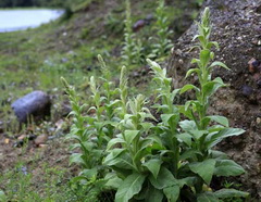plants of Verbascum thapsus with flower spikes grow in mountain field