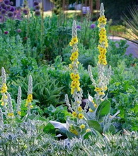 Verbascum thapsus:flowering plants with yellow and lilac flower spikes grow in grass field