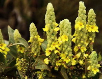 many yellow flower spikes of Verbascum thapsus