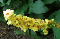 Verbascum thapsus:yellow flower spikes