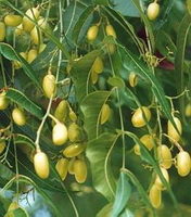 fruiting branches of Azadirachta Indica A.Juss with yellow small fruits growing on branches