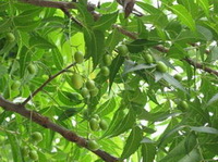 branches of Azadirachta Indica A.Juss with green small fruits growing on branch