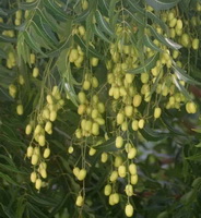 fruiting tree of Azadirachta Indica A.Juss with many yellow small berries grow on branches