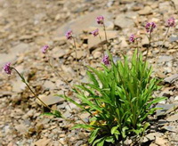 flowering plant of Nardostachys chinensis Batal with small pink flowers grow in arid land
