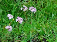 flowering plants of Nardostachys chinensis Batal with small pink flowers and green leaves grow in grass