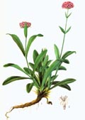 a colorful drawing of Nardostachys jatamansi,brown root,green stem and leaves,red flowers