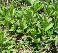 small shrubs of Urtica angustifolia grow in a cluster