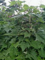 plants of Urtica dioica L with dark green leaves grow in field