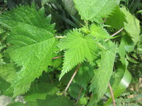 pea green leaves of Urtica dioica L grow in sunny field