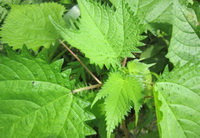 plants of Urtica dioica with pea green leaves grow in field