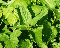 green leaves of Urtica fissa Pritz grow in sunny days