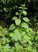 a plant of Urtia laetevirens Maxim with green leaves grow in sunny woods