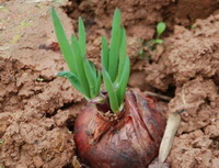 a shrub of Allium cepa grows in field with green seedling