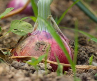 a plant of Allium cepa with red purple bulb grows in field with small grasses