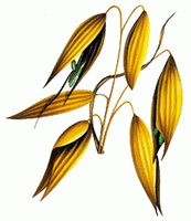 a colorful drawing of Oats:yellow grains of Avena sativa