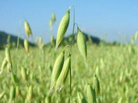 plants of Avena sativa with green spikes grow in field