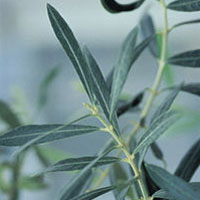 branches of Olea europa with thin dark green leaves