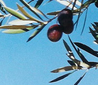 fruiting tree of Olea europa with small fruits and leaves