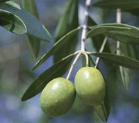 fruiting plant of Olea europa with green fruits growing on twig